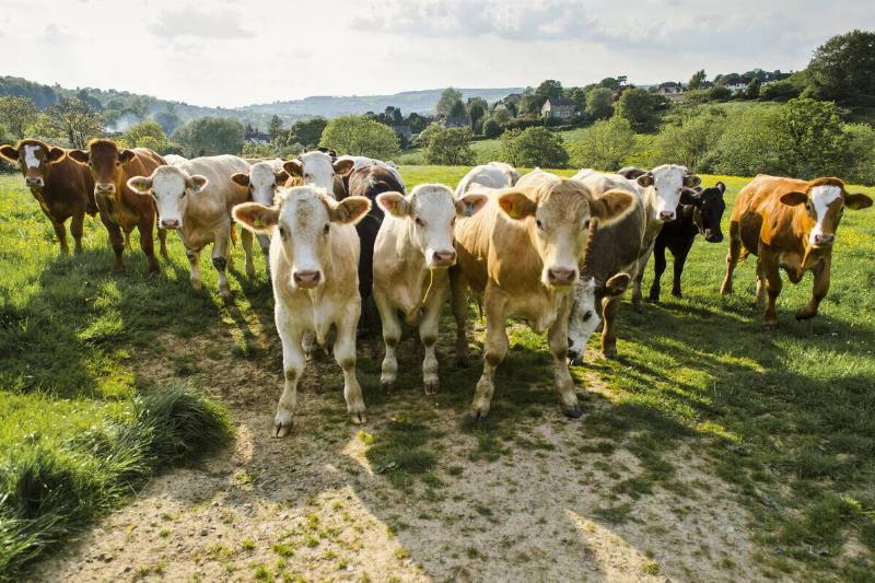 Portrait of herd of cows in rural green field.