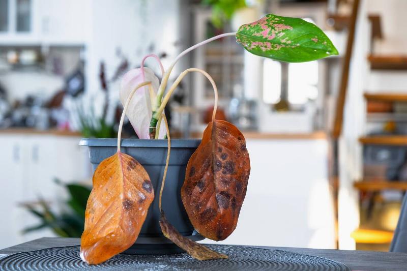 Problems in cultivation on sheet of aglaonema - leaves affected by black rot, overflow of plant, rotting of roots.