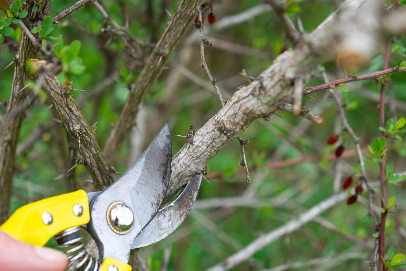 Pruning dead branches off a tree.