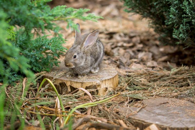 Rabbit hanging around garden.