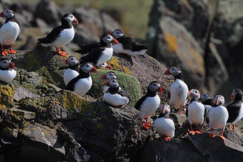 Puffin gang.