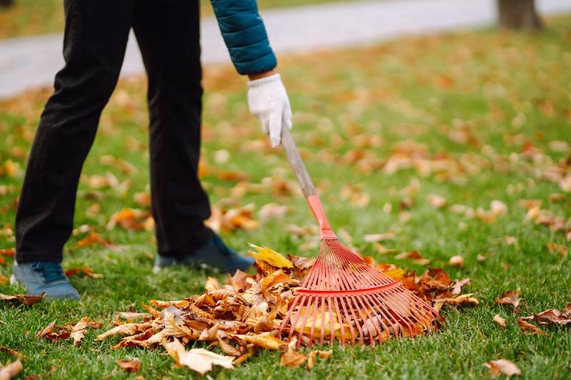 Man raking up leaves in the fall.