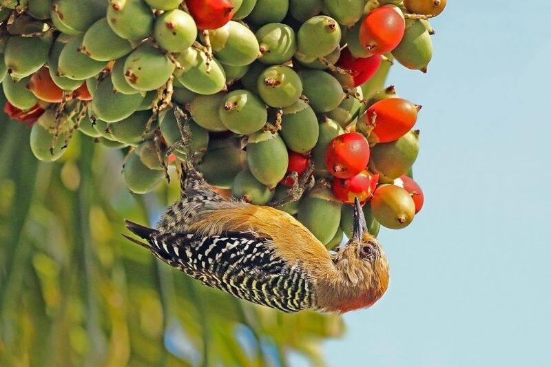 Red-crowned woodpecker.