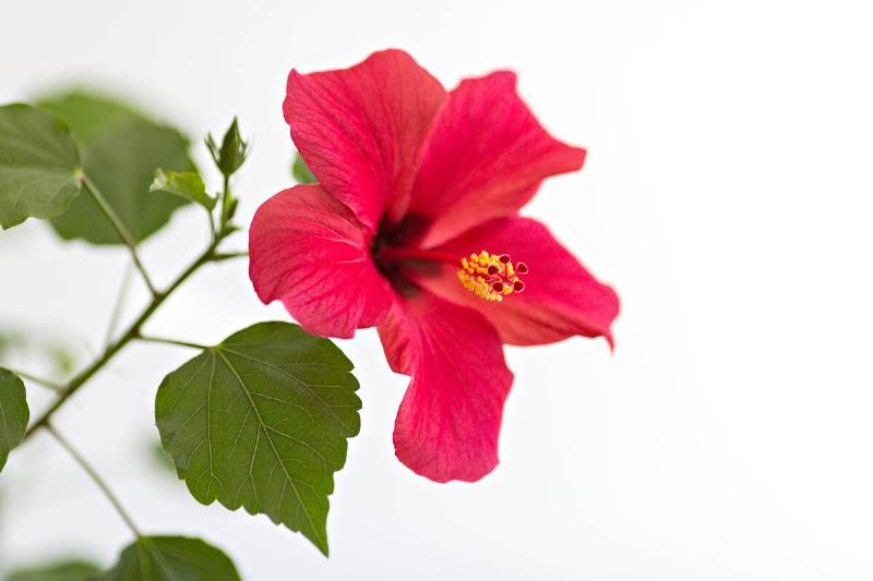 Red hibiscus flower.