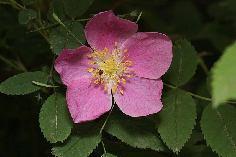Prickly Rose.
