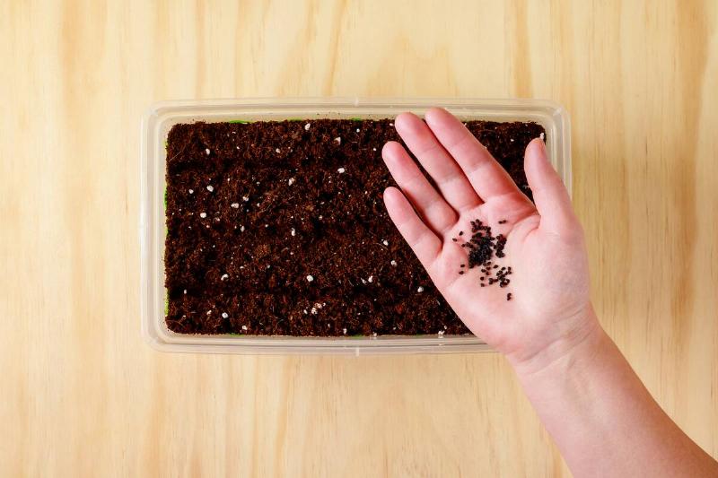 Seed starting mix in container.