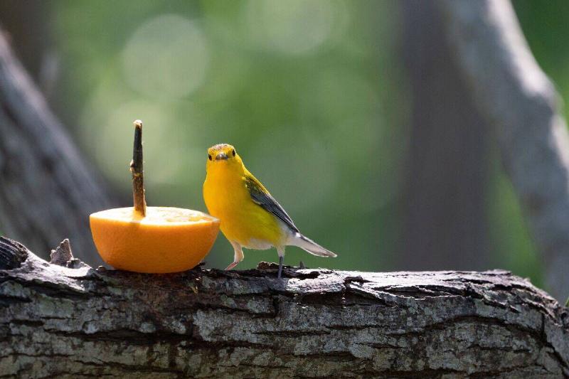 A yellow warbler bird perched near an orange slice on a branch.