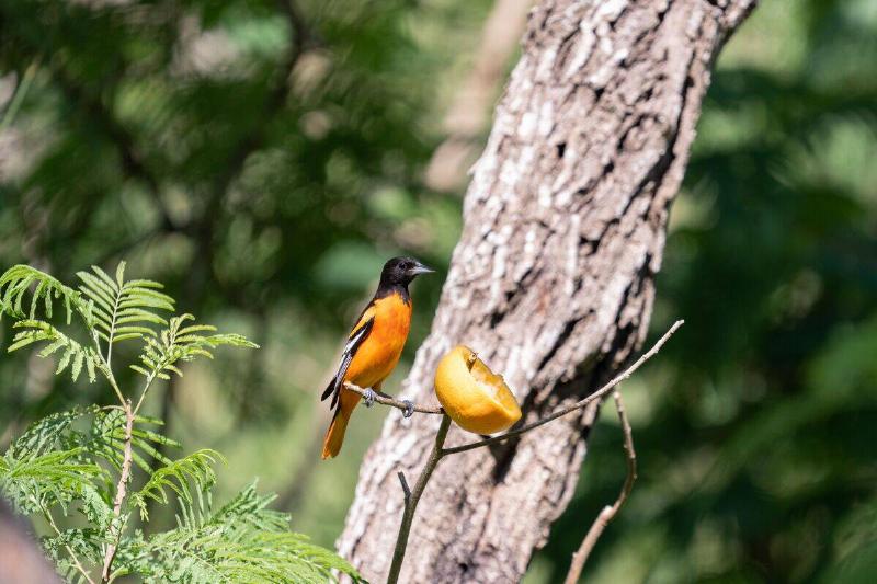 An orange oriole bird perched near an orange slice on a branch.