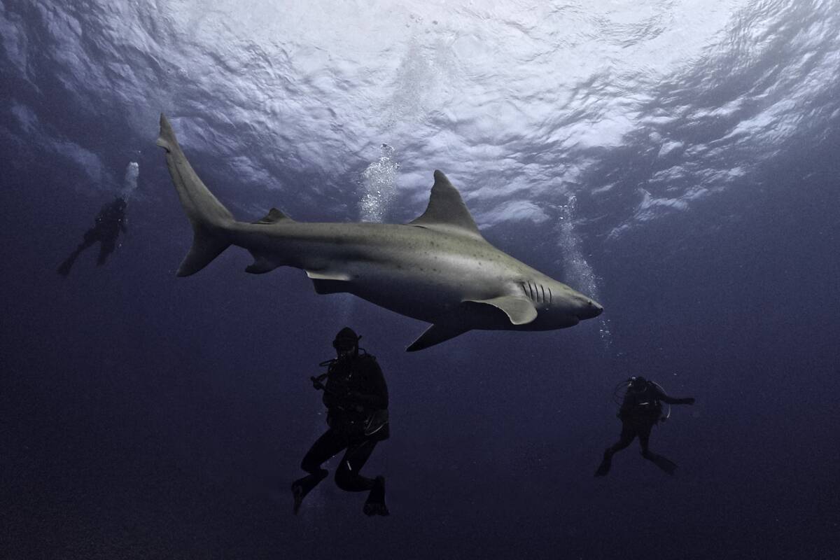 Three people in scuba gear swimming with a shark in Florida.