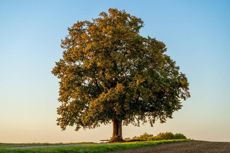 Oak tree in a field. 