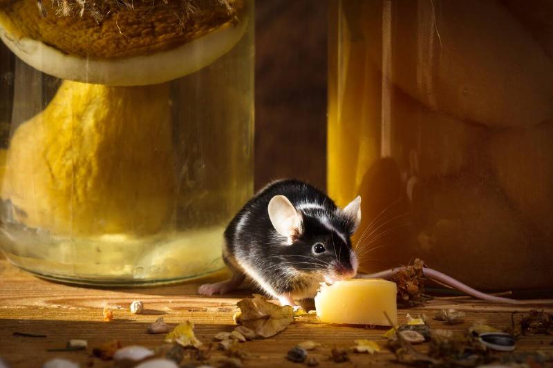 Small mouse eating cheese in garage.