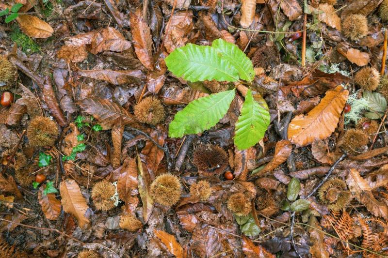 Green plant growing out of brown fall leaves.