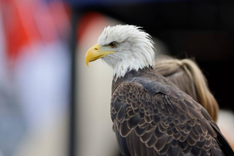 Bald eagle. 