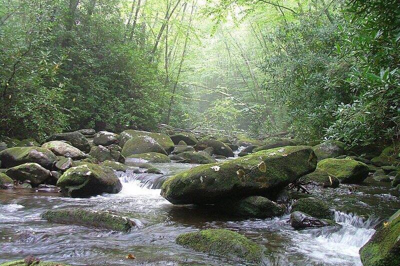 South Fork of Citico Creek located in Citico Creek Wilderness, within the Cherokee National Forest in Monroe County, Tennessee.