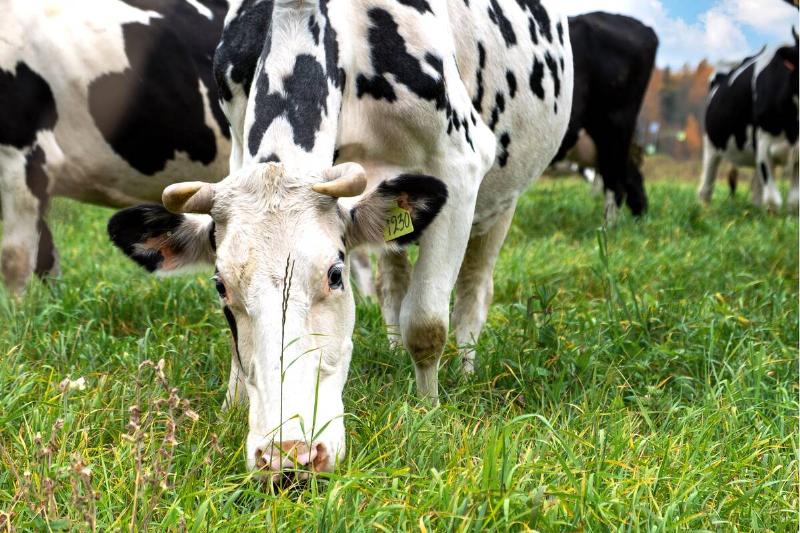 White with black spots cow grazing in a meadow along with a farm herd.