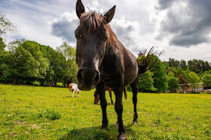 A horse standing in a field.