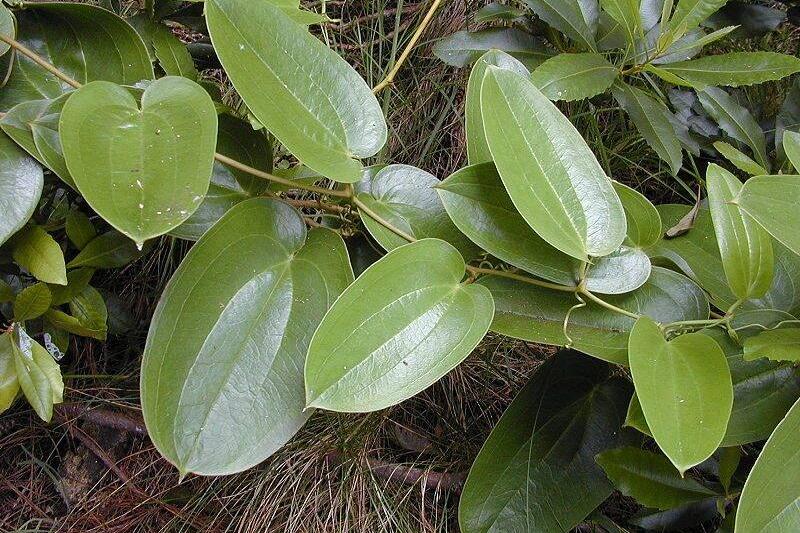 Smilax melastomifolia (leaves).
