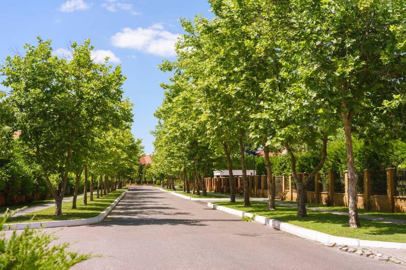 Suburban street and walkway full of green trees along the road in summer sunny day.