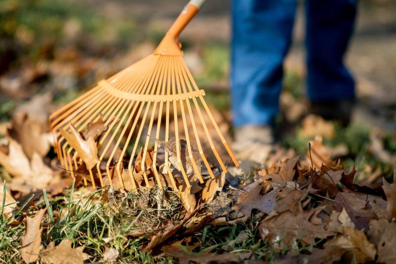 Man sweeping leaves with orange rake on the lawn.