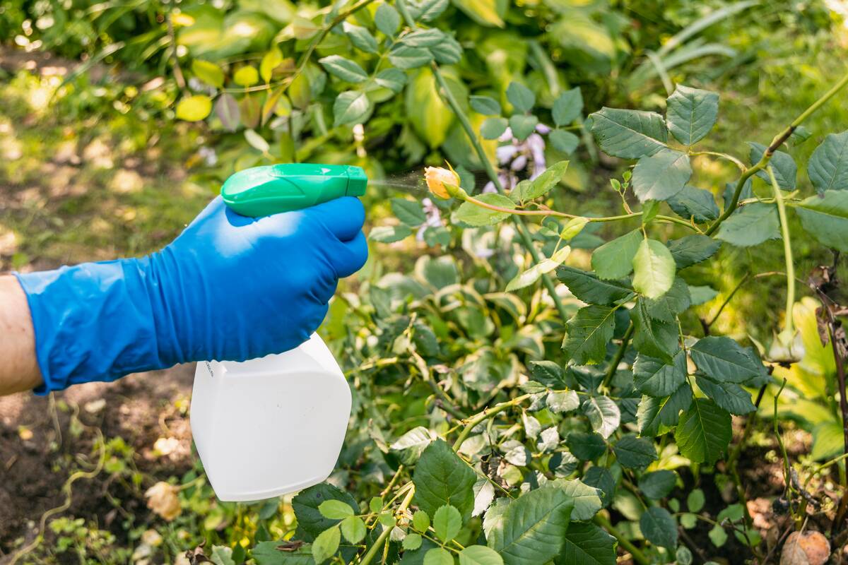 Gloved hand spraying herbicide on plants. 