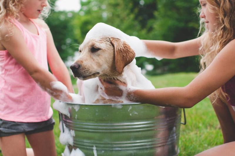 Two sisters bathing pet Labrador Retriever puppy