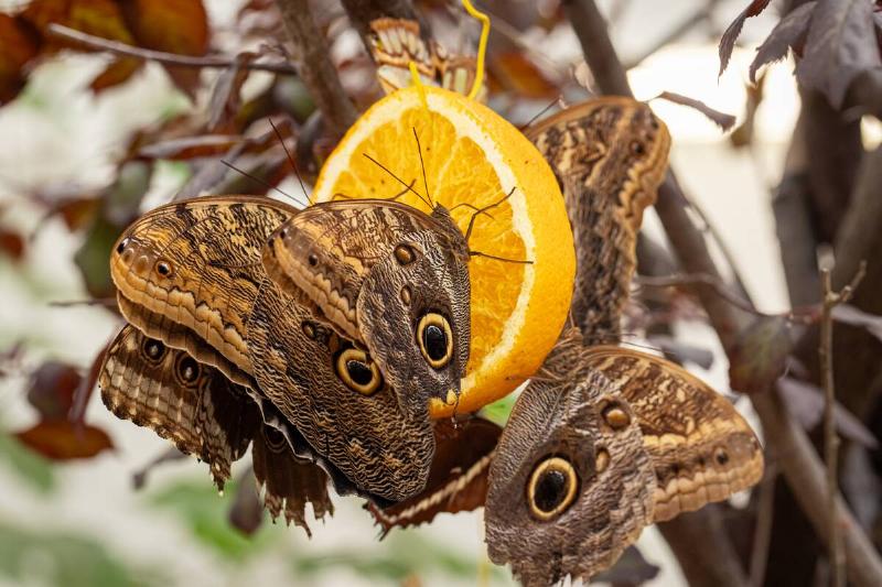 Butterflies eating an orange.