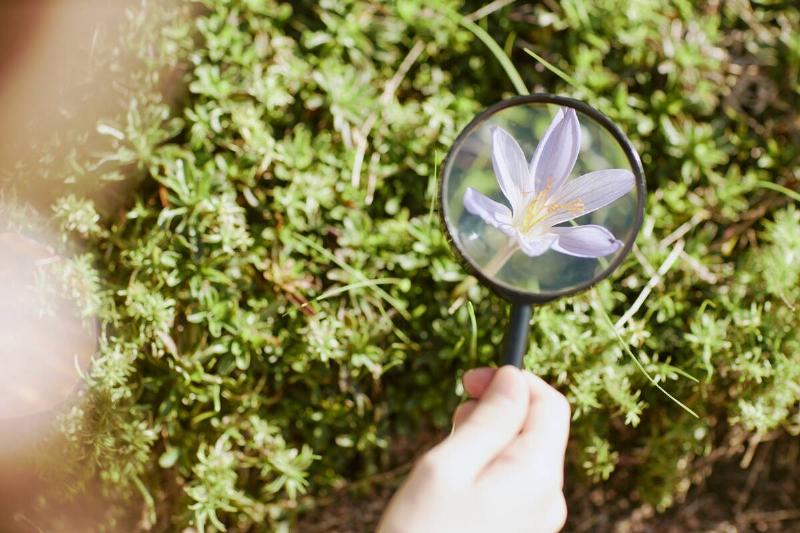 Unrecognizable kid holding magnifier examining flower in botanical garden.