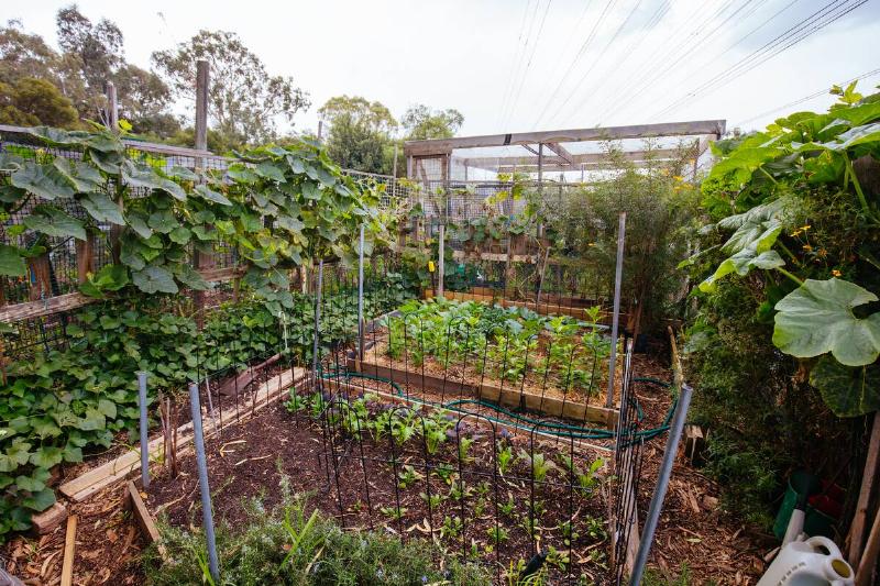 Plots in a shared community garden.