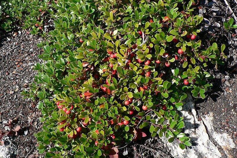 Uva Ursi plant. 