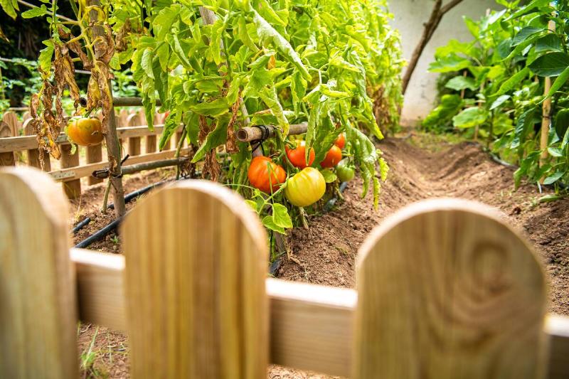 Tomatoes and peas in a garden bed. 