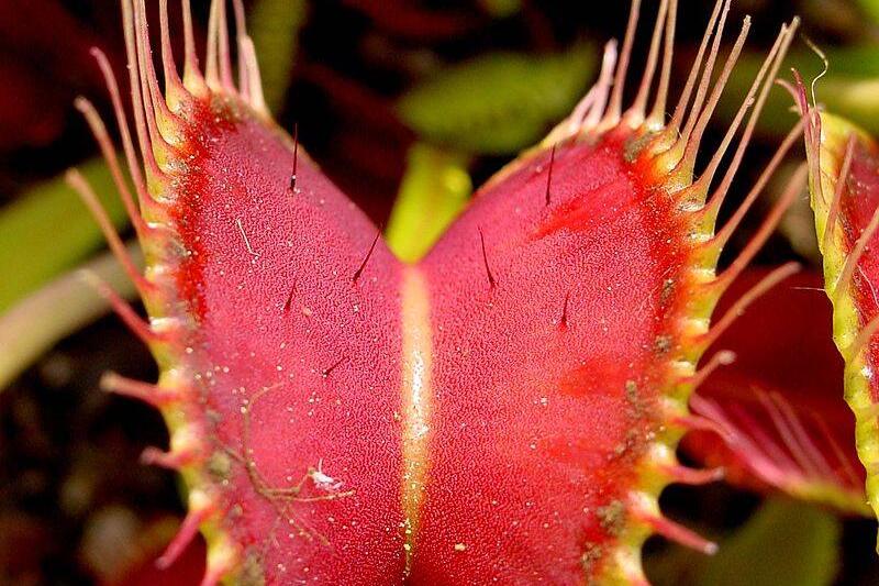 Venus flytrap.