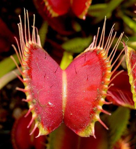Venus flytrap.