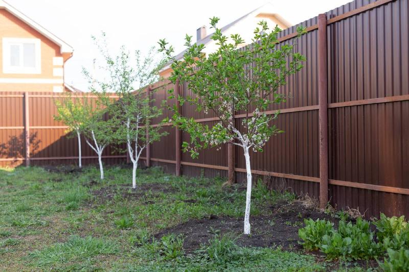 Trees planted along a fence. 