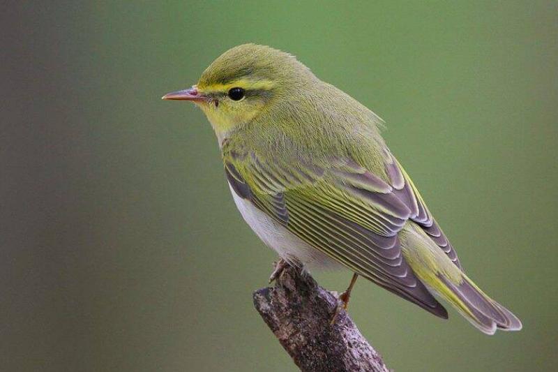 A wood warbler.