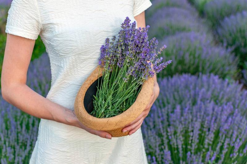Woman holding lavender bouquet.