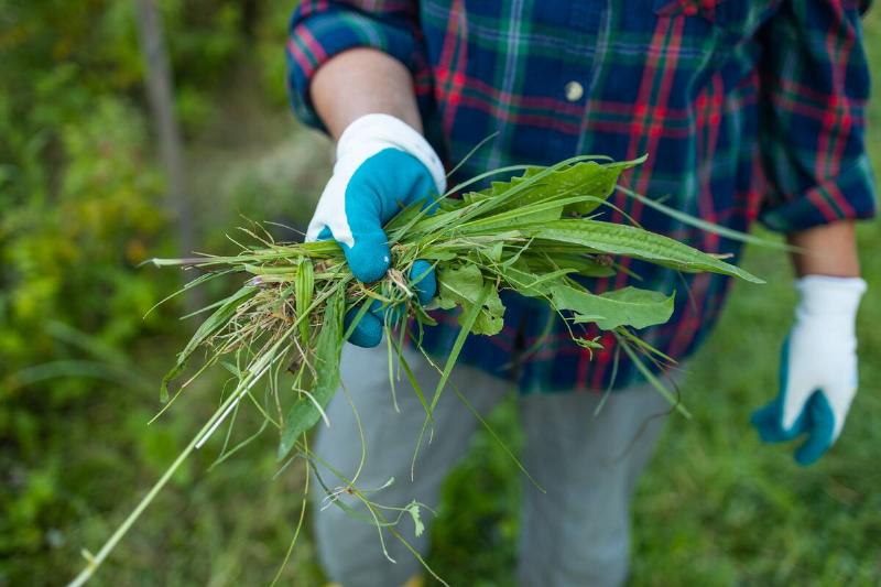 Hands holding weeds.