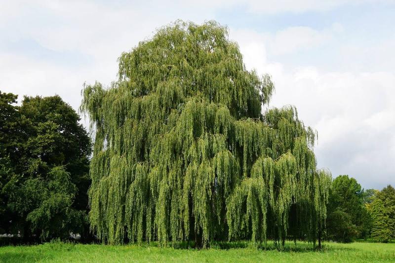 Weeping willow.