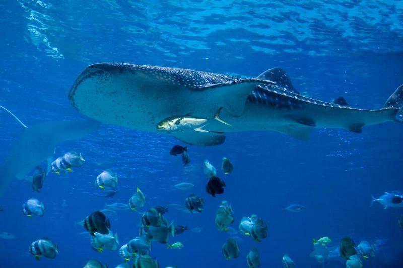 Underwater view of whale shark swimming with school of fish.