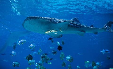 Underwater view of whale shark swimming with school of fish.