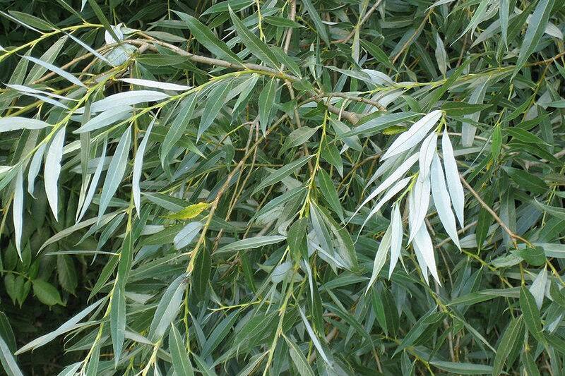 White willow leaves