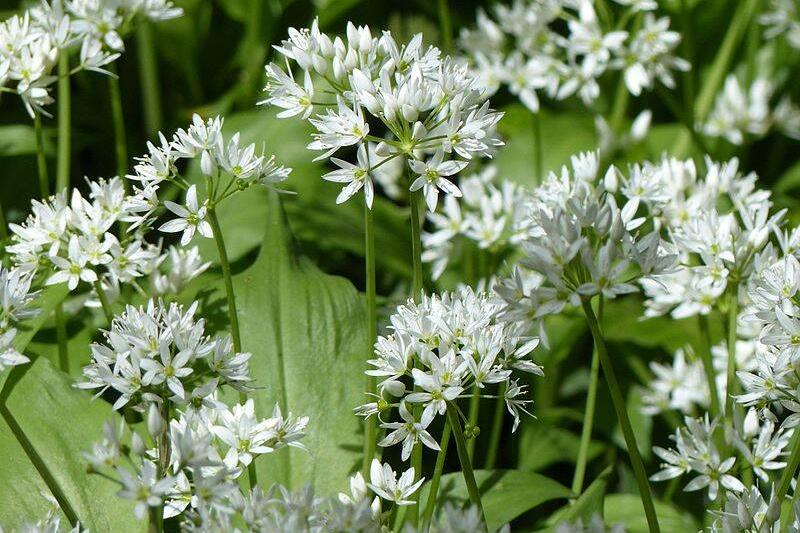 Wild garlic.