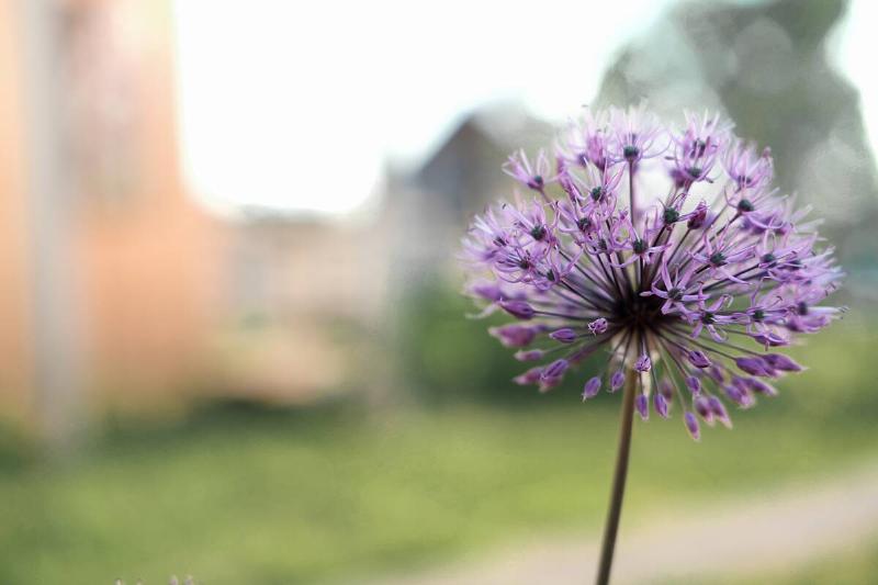 Allium. 
