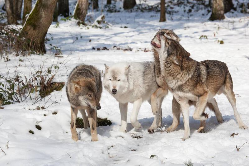 Three wolves together in snow.