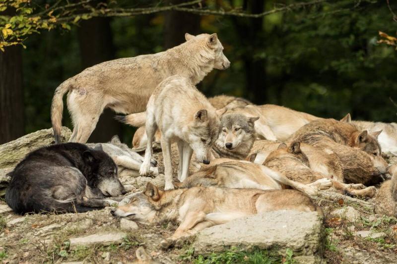 Wolf pack hanging out together. 