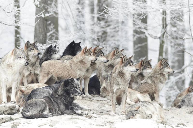 Large pack of wolves in snow. 
