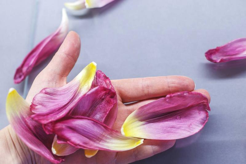 Hand holding flower petals. 