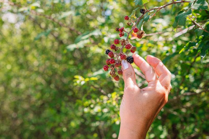 Photograph of a woman's hand picking blackberries.