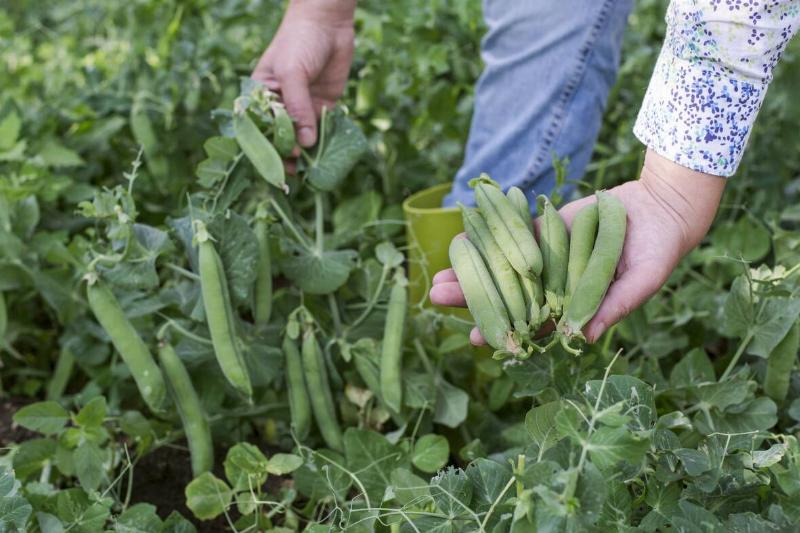 Woman's hand picking peas.