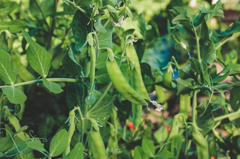 Young peas growing on a vine.