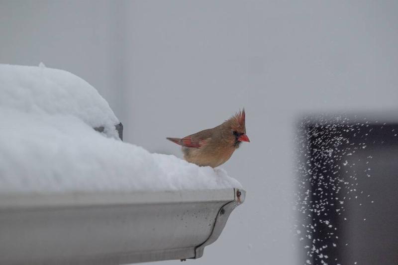 Cardinal on a snowy roof. 
